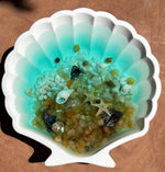 Sea Scallop - By the Beach