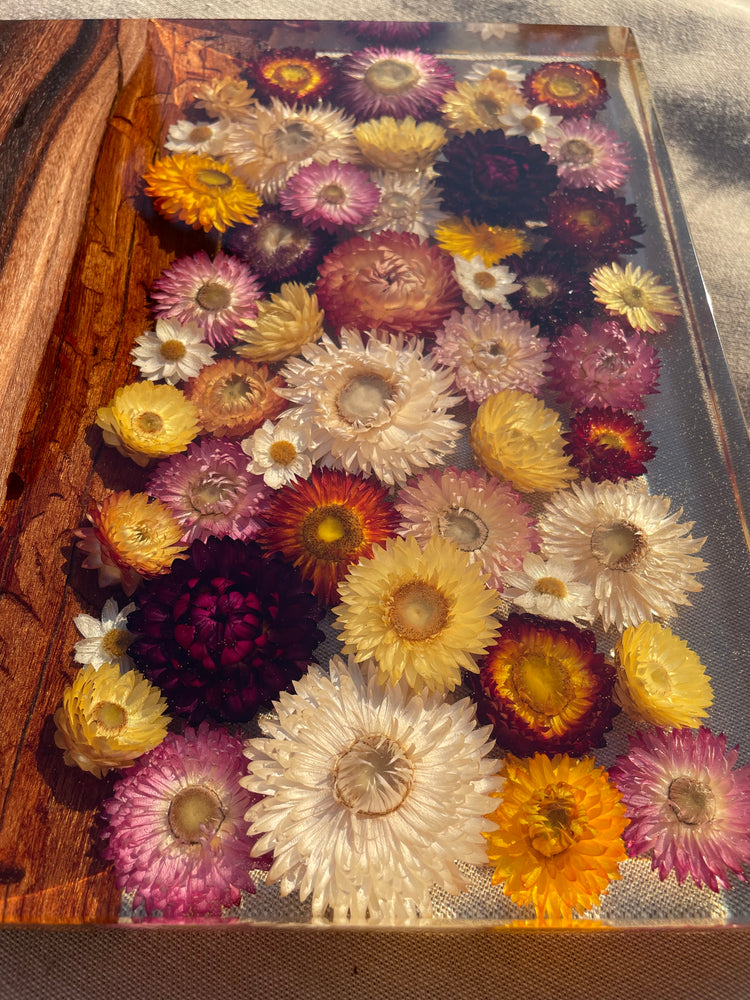 *PRE ORDER for 2025 - Sally Organic Strawflowers Board 300mm x 300mm